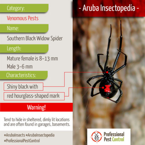 Pest Guide | Professional Pest Control Aruba and Bonaire