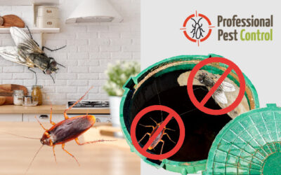 2 Most Common Home Pests and How to Deal with Them Properly