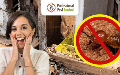 Three Surprising Facts About Termites by Professional Pest Control